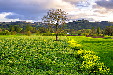 Italy, Umbria, Gubbio, Lone tree in the fields