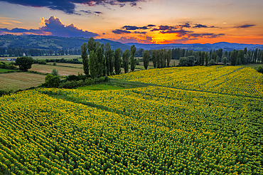 Italy, Umbria, Gubbio, Sunflower fields at sunset