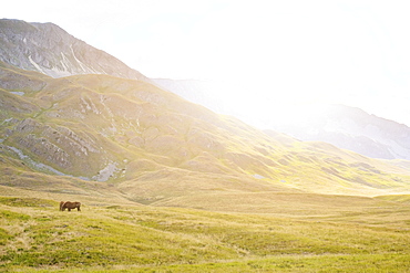 Horses in plateau Campo Imperatore at sunset, Gran Sasso e Monti della Laga National Park, Abruzzo, Italy, Europe