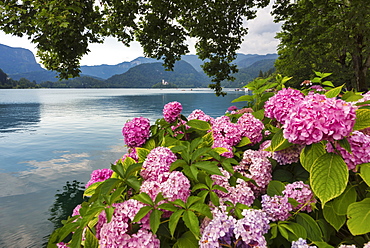 Bled Island and Church of the Assumption of Maria from the lakeshore, Bled, Slovenia, Europe