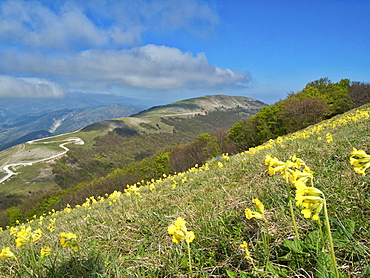 Yellow flowers blooming in the fields, Mount Acuto, Apennines, Umbria, Italy, Europe