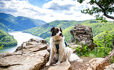 dog overlooking Tarnita lake bright green summer landscape