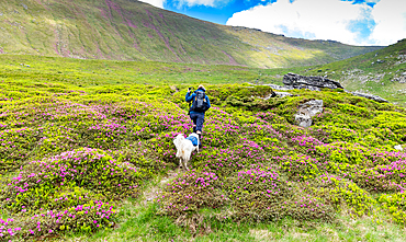 trekking with dog in Rodnei national park Romania