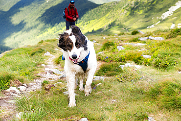 trekking with dog in Rodnei national park Romania