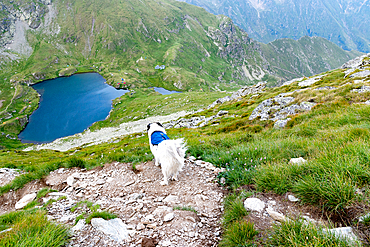trekking with a dog in hogh mountains