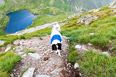 trekking with a dog in hogh mountains