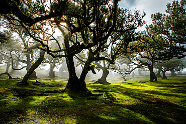 fanal laurel forest in madeira with majestic ancient trees