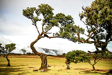 fanal laurel forest in madeira with majestic ancient trees