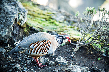 exotic bird in Madeira mountains