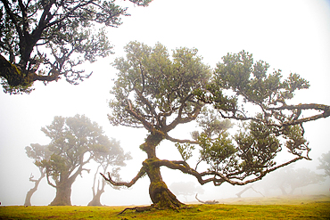 fanal laurel forest in madeira with majestic ancient trees