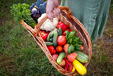 woman picking fresh organic vegetables in garden