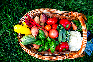 basket full of fresh organic vegetables