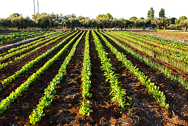 vegetables growing on an organic farm solar panel in background