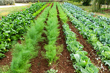 vegetables growing on an organic farm solar panel in background
