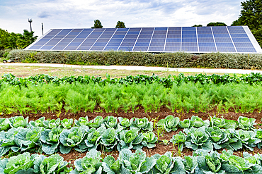 vegetables growing on an organic farm solar panel in background