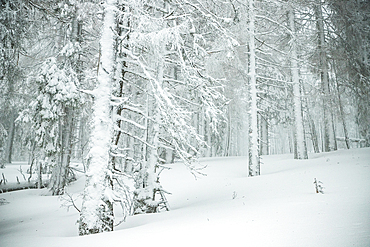 winter wonderland with snowy fir trees in the mountains
