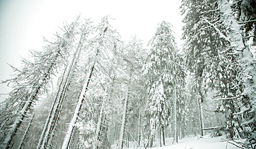 winter wonderland with snowy fir trees in the mountains