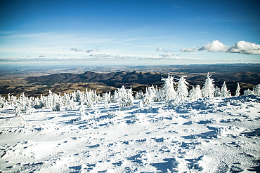 winter wonderland with snowy fir trees in the mountains