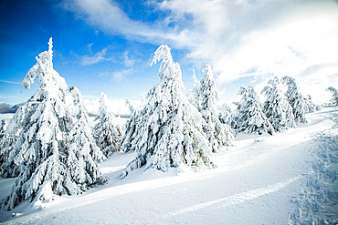 winter wonderland with snowy fir trees in the mountains