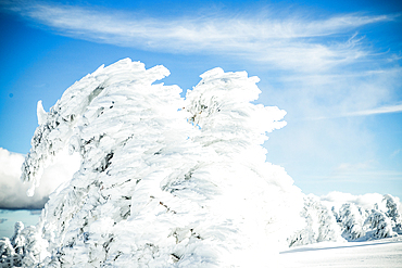 winter wonderland with snowy fir trees in the mountains