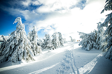winter wonderland with snowy fir trees in the mountains