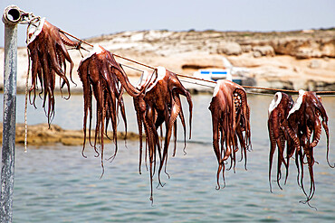 Drying Octopus, Mandrakia, Milos, Cyclades, Aegean Sea, Greek Islands, Greece, Europe