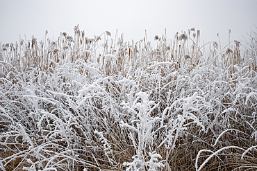 Frozen scene in winter, Romania, Europe