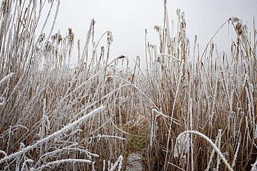 Frozen scene in winter, Romania, Europe