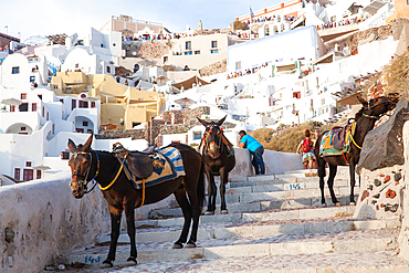 Donkeys used for transport on the beautiful island of Santorini, Cyclades, Greek Islands, Greece, Europe