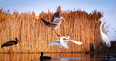 Grey heron and white egret fighting in Pusztaszer National Park, Hungary, Europe