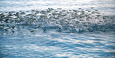 bank of fish jumping in the sea