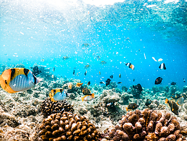 corals and tropical fish underwater sea life