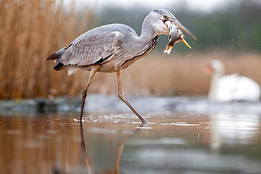 Grey heron fishing on lake, Pusztaszer National Park, Hungary, Europe