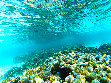 underwater marine life on coral reefs