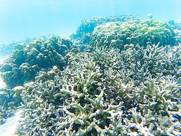 underwater marine life on coral reefs