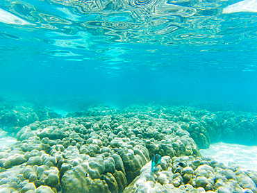 underwater marine life on coral reefs