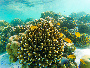 underwater marine life on coral reefs