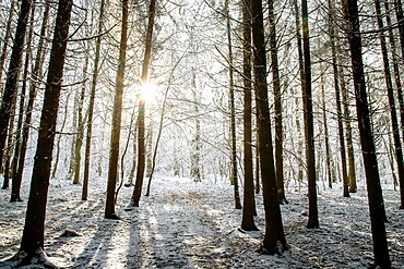 Winter forest in Chinteni, Transylvania, Romania, Europe