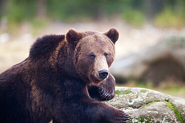 Brown bear portrait in the wilderness, Carpathian mountains, Romania, Europe