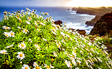 dramatic coastline with rocks of Madeira, Portugal