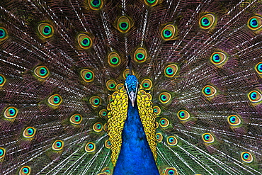 Indian Peacock (Pavo Cristatus) plumage display in the grounds of Barcelona Zoo, Catalonia, Spain, Europe