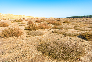 Desert flora near sand dunes on Holkham Bay, North Norfolk coast, Norfolk, East Anglia, England, United Kingdom, Europe