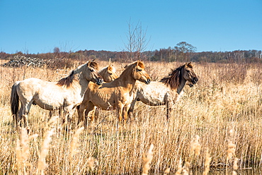 Wild Konik horses at the riverbank on Wicken Fen, Wicken, near Ely, Cambridgeshire, England, United Kingdom, Europe