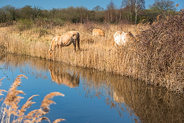 Wild Konik horses at the riverbank of Monks Lode on Wicken Fen, Wicken, near Ely, Cambridgeshire, England, United Kingdom, Europe