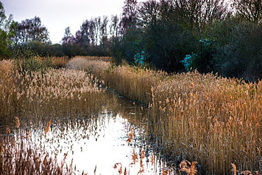 The warm evening sun hits reed beds at Wicken Fen Nature Reserve in Cambridgeshire, East Anglia, England, United Kingdom, Europe