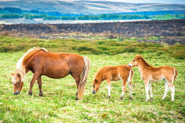 Two Dartmoor pony foals with mare in Dartmoor National park in Devon, England, United Kingdom, Europe