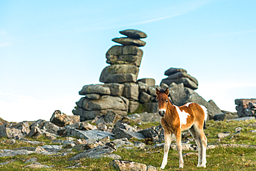 Dartmoor pony foal in front of Great Staple Tor, Devon, England, United Kingdom, Europe