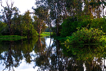 Yellow Water Billabong, Kakadu National Park, UNESCO World Heritage Site, Northern Territory, Australia, Pacific