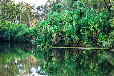 Yellow Water billabong and wetland, Kakadu National Park, UNESCO World Heritage Site, Northern Territory, Australia, Pacific