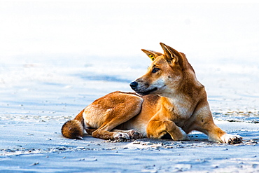 Wild dingo on Seventy Five Mile Beach, Fraser Island, Queensland, Australia, Pacific